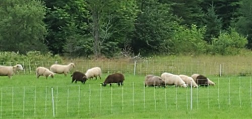 100% grass fed lamb