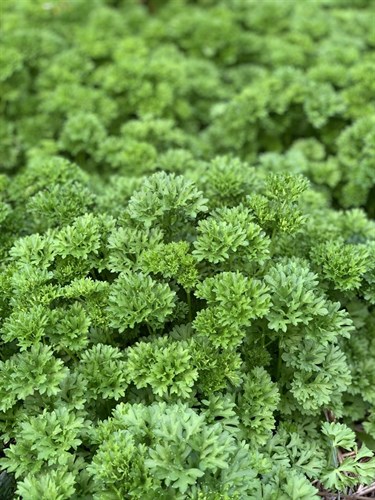Curly Parsley