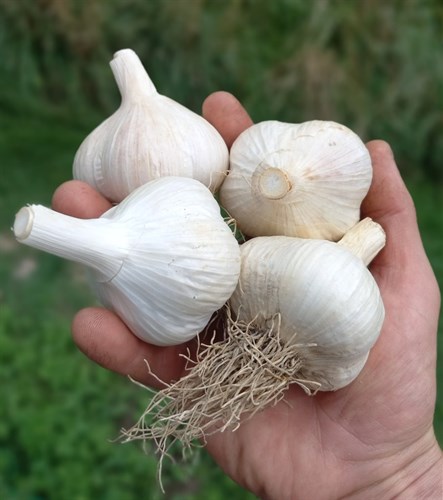 Garlic, Seed/Large