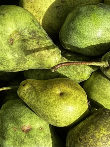 Patten pears