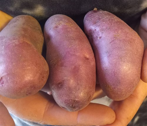 Potatoes, Red Thumb