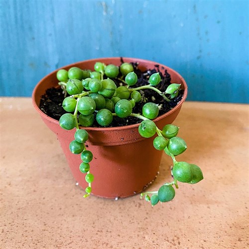 Houseplant- String of Pearls