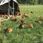chickens enjoying fresh pasture by their shade shelter