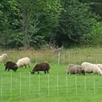 Sheep grazing at Socks Family Farm