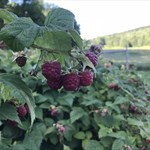 The peak of raspberry season