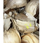 Seed garlic , large separate cloves